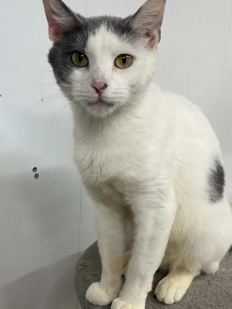 Sissy, an adoptable Domestic Short Hair in Pittsfield, IL, 62363 | Photo Image 2