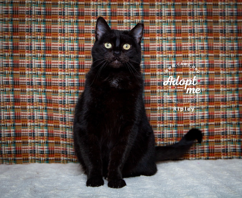 Ripley, an adoptable Domestic Short Hair in Salt Lake City, UT, 84117 | Photo Image 1