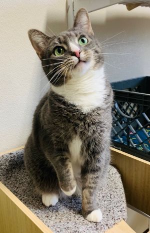 Socks, Adult Female Domestic Short Hair