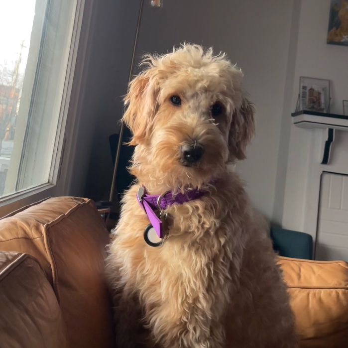 Petfinder goldendoodle sales