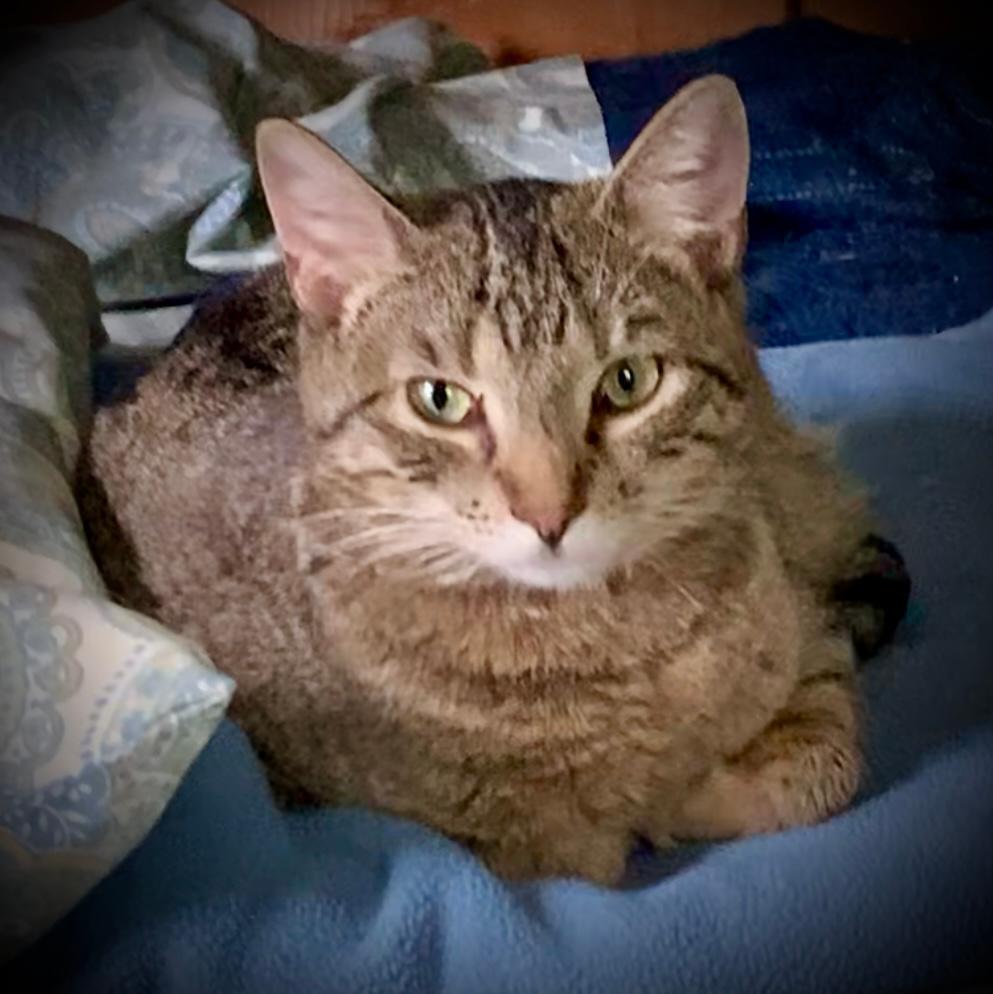 *Zera, an adoptable Tabby in Piedmont, MO, 63957 | Photo Image 3