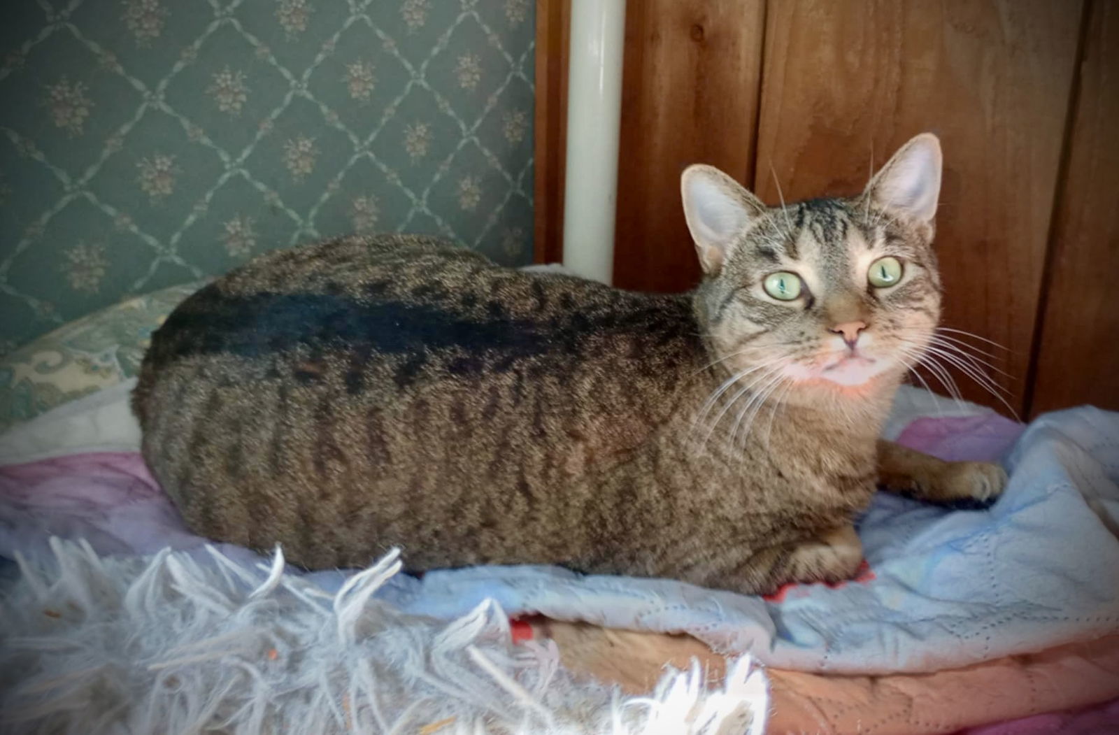 Zera, an adoptable Tabby in Piedmont, MO, 63957 | Photo Image 3