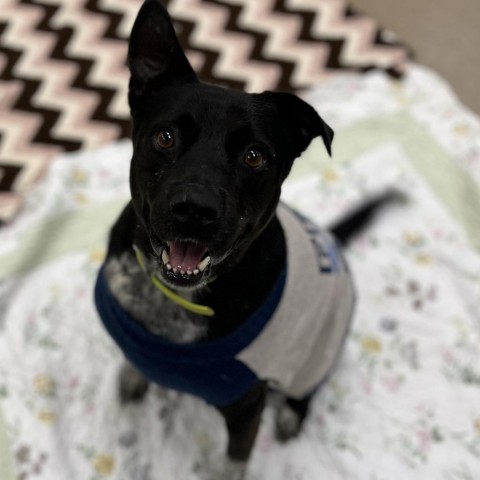 Vince, an adoptable Labrador Retriever in Corpus Christi, TX, 78415 | Photo Image 1