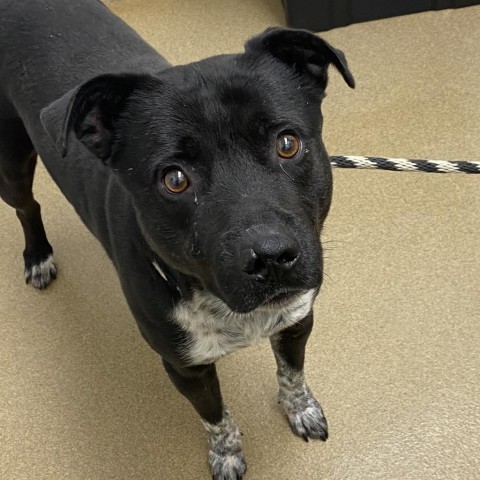 Vince, an adoptable Labrador Retriever in Corpus Christi, TX, 78415 | Photo Image 2