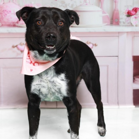 Vince, an adoptable Labrador Retriever in Corpus Christi, TX, 78415 | Photo Image 3