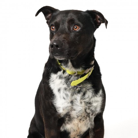 Vince, an adoptable Labrador Retriever in Corpus Christi, TX, 78415 | Photo Image 4