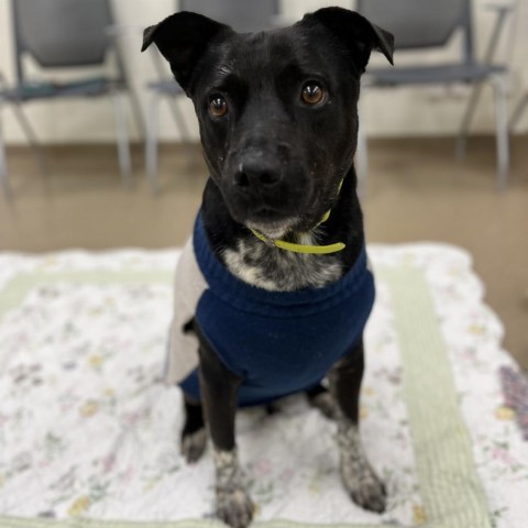 Vince, an adoptable Labrador Retriever in Corpus Christi, TX, 78415 | Photo Image 5