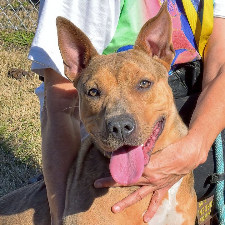 Black mouth cur hot sale american bulldog mix