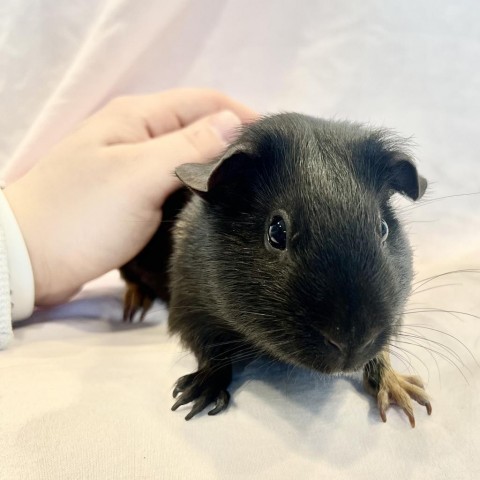 Can you give on sale guinea pigs broccoli