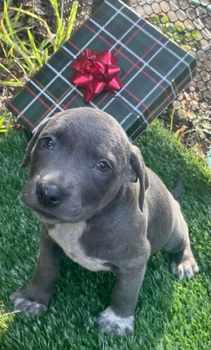 Dachshund Puppies for Sale in Connecticut - CT Breeder