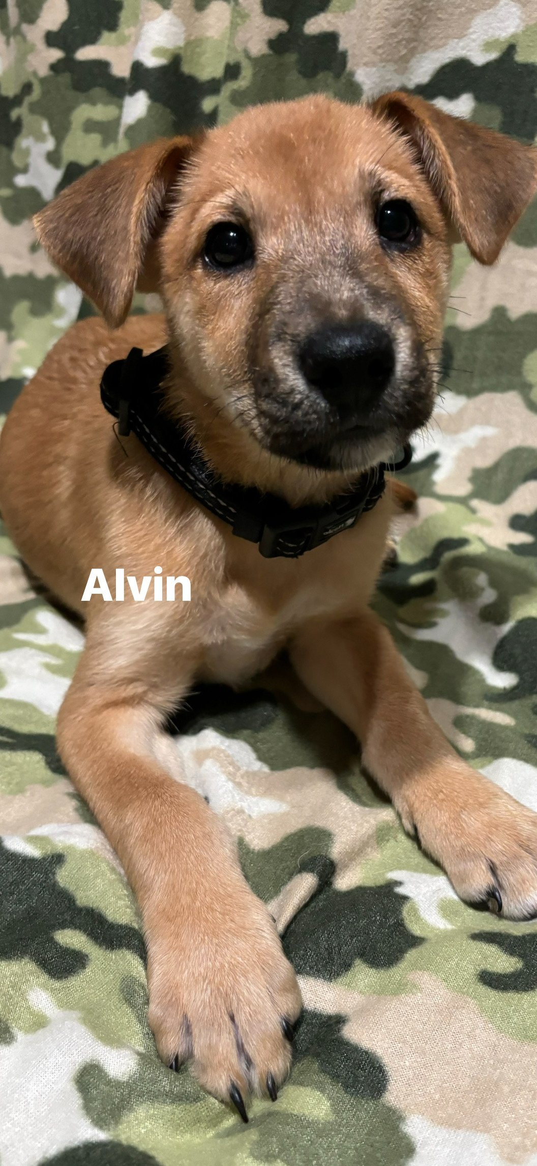 Alvin 3036