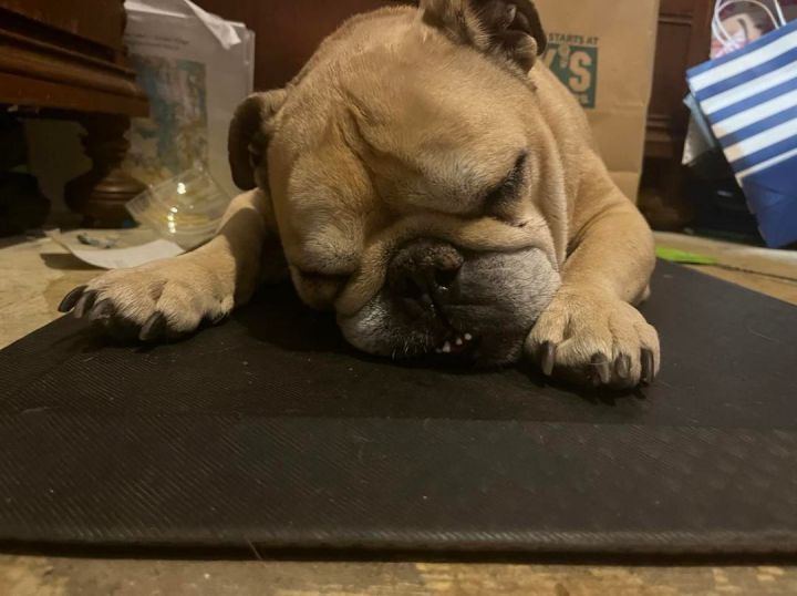 American best sale bulldog snoring