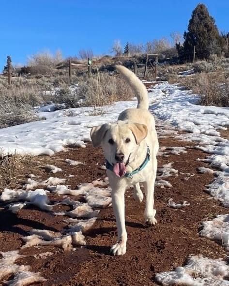 COURTESY LISTING** Darby, an adoptable Yellow Labrador Retriever in Jackson, WY, 83001 | Photo Image 1