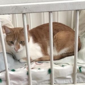 Thomas - MISSING, Adult Male Domestic Short Hair