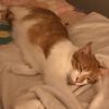 Thomas - MISSING photo 3