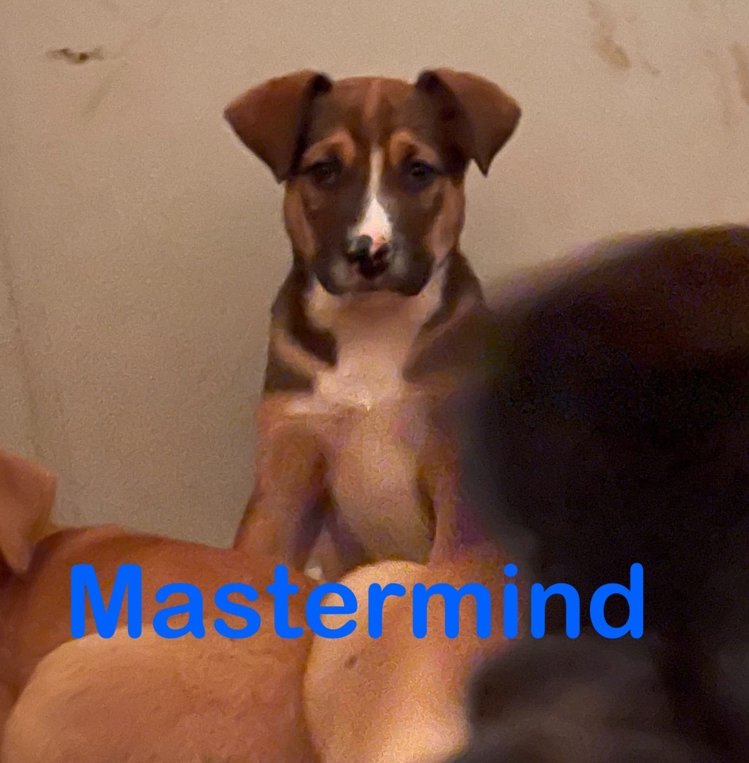 Mastermind 