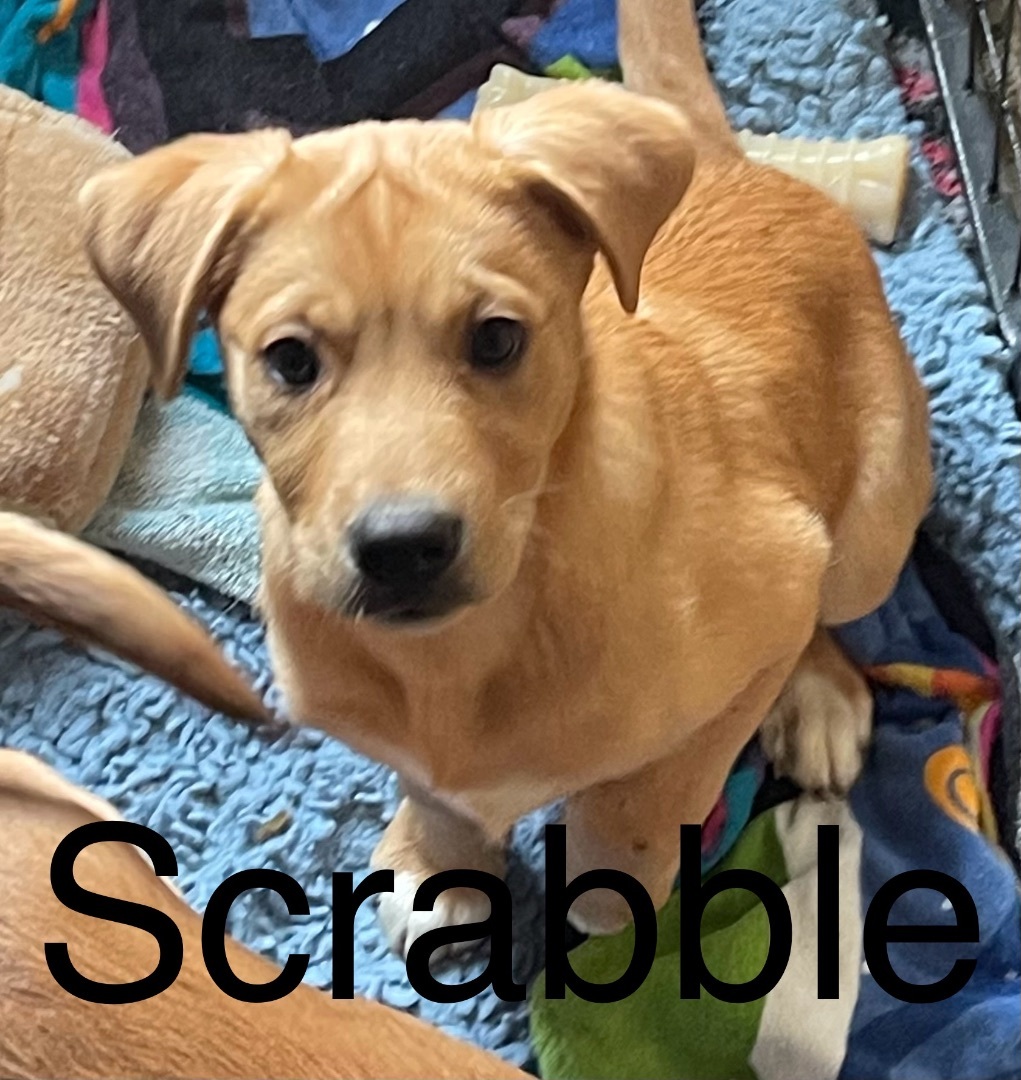 Scrabble 