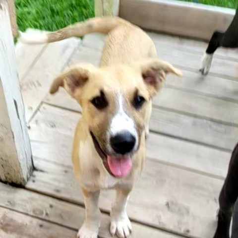 Loki, an adoptable Labrador Retriever, McNab in Shorter, AL, 36075 | Photo Image 1