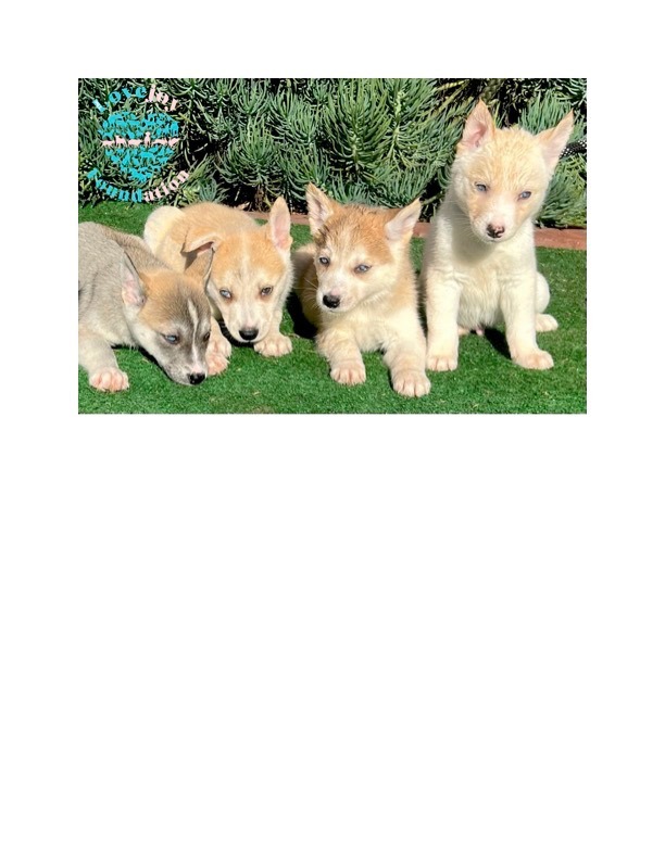 Mastiff husky mix puppies best sale for sale