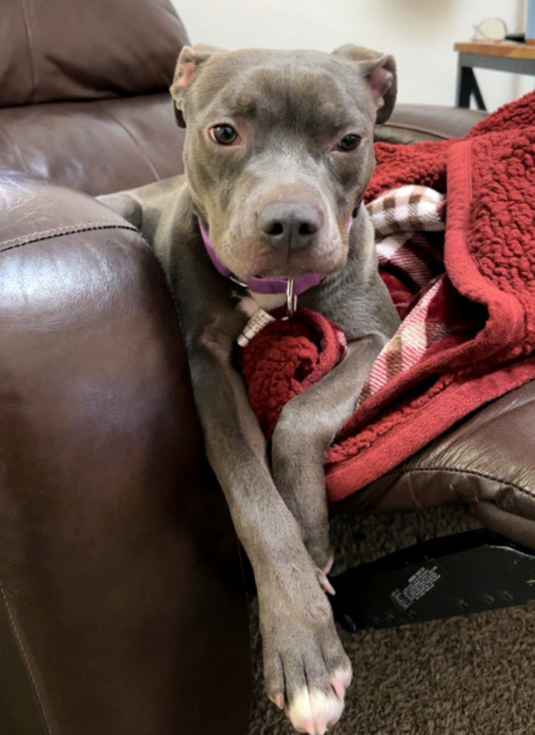 Dog for adoption - Chanel, a Pit Bull Terrier Mix in Des Moines, IA ...