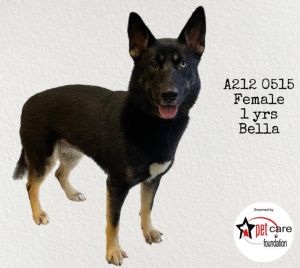 BELLA German Shepherd Dog Dog