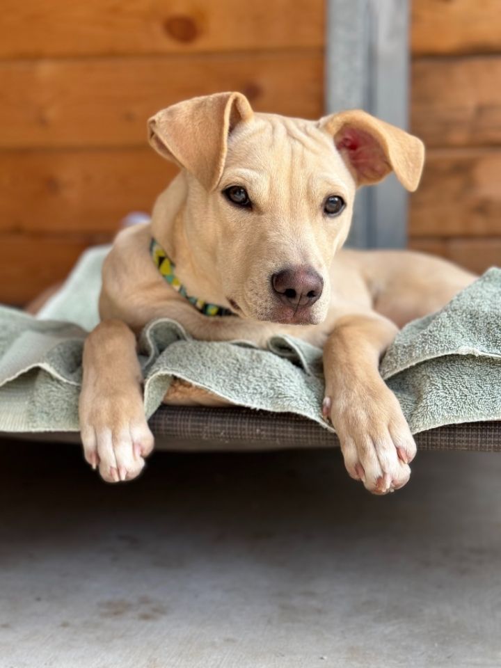 Yellow lab best sale terrier mix puppy