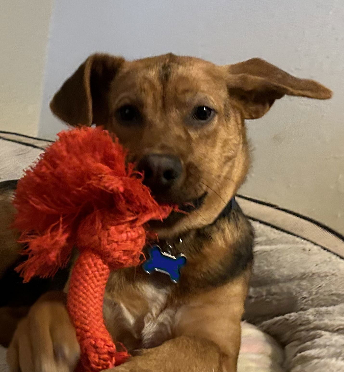 Cherry, an adoptable Mixed Breed in Polson, MT, 59860 | Photo Image 1