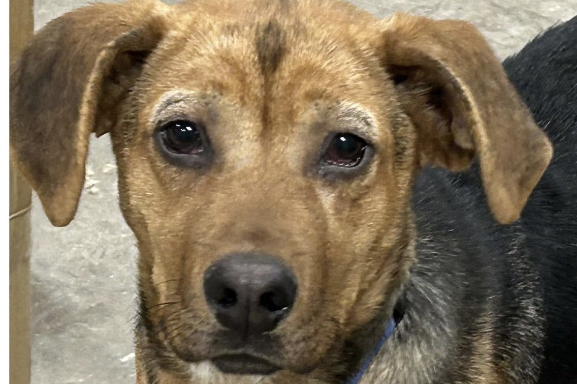 Cherry, an adoptable Mixed Breed in Polson, MT, 59860 | Photo Image 2