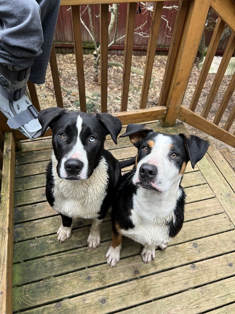 Rocket - Gentle boy and his brother just arrived