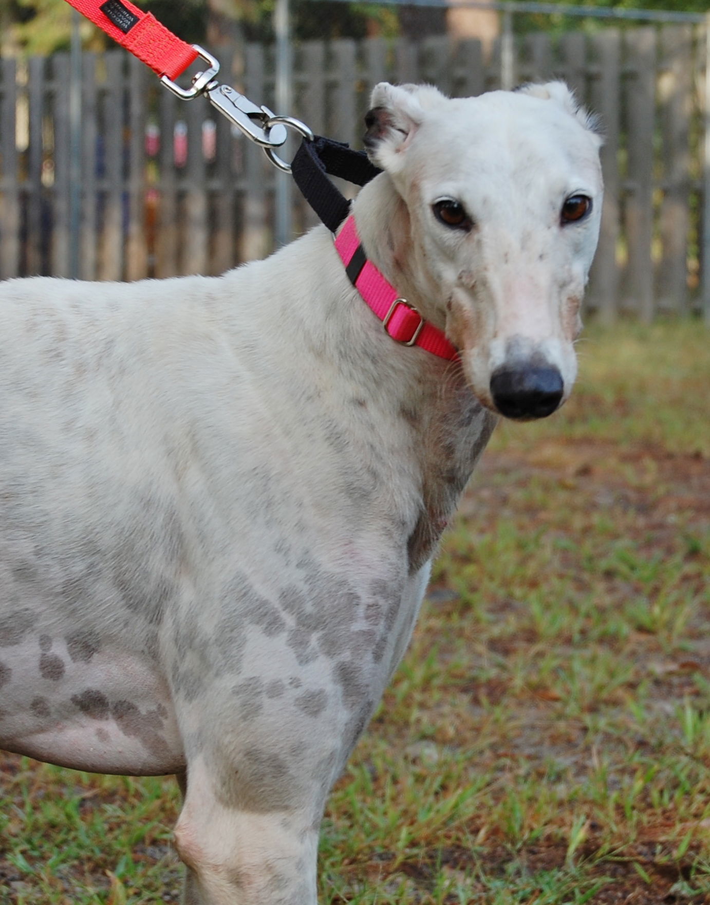 Logan, an adoptable Greyhound in Cherry Hill, NJ, 08034 | Photo Image 1