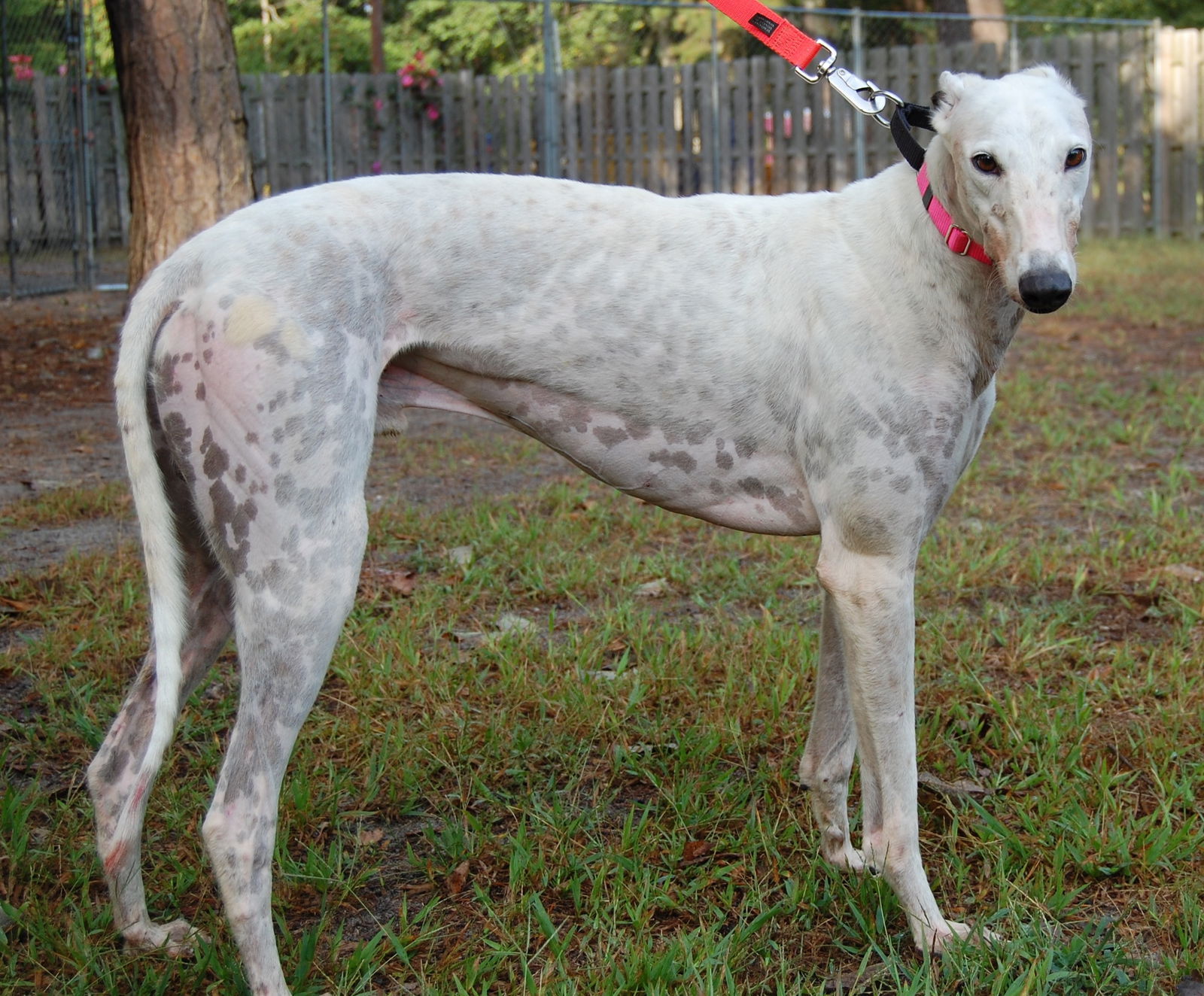 Logan, an adoptable Greyhound in Cherry Hill, NJ, 08034 | Photo Image 2