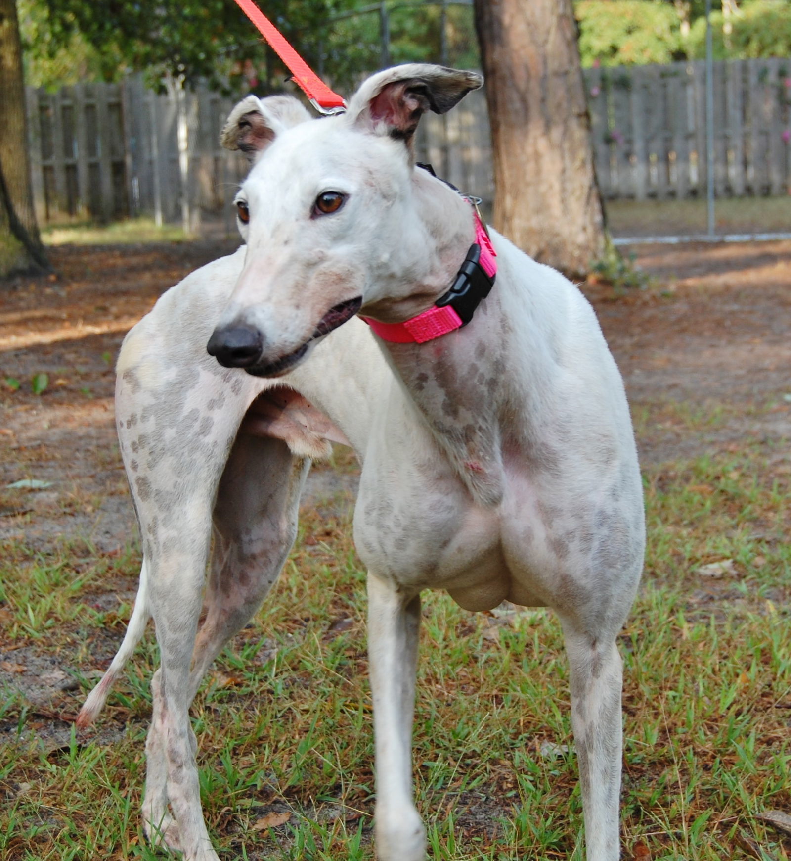 Logan, an adoptable Greyhound in Cherry Hill, NJ, 08034 | Photo Image 3