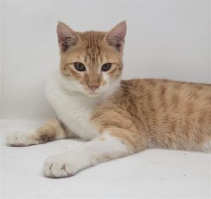Krypto is a young orange tabby boy that is looking for a forever home Krypto is one of the group