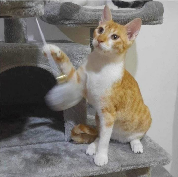 Cat for adoption Krypto, a Domestic Short Hair in Crompond, NY Petfinder