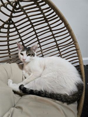 Pancho is a young domestic short hair white tabby boy that is looking for a forever home Pancho is 