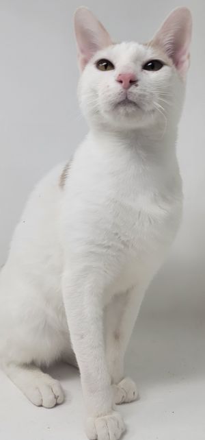 Tazzo is an affectionate young domestic short hair white and orange boy that is looking for a foreve