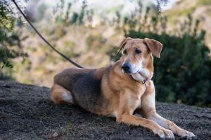Nikki is the sweetest and friendliest 9-year-old Hound x German Shepherd-mix female and she weighs 