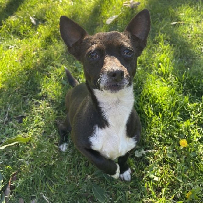 Dog for adoption Mocha a Chihuahua in Lathrop CA Petfinder
