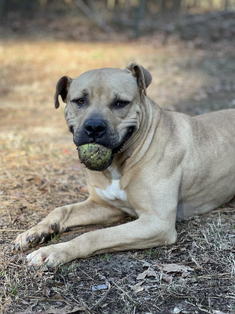 Rock, an adoptable Pit Bull Terrier, Black Mouth Cur in Ruston, LA, 71270 | Photo Image 1