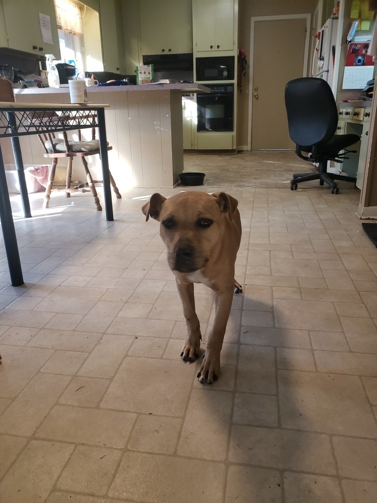 Rock, an adoptable Pit Bull Terrier, Black Mouth Cur in Ruston, LA, 71270 | Photo Image 2