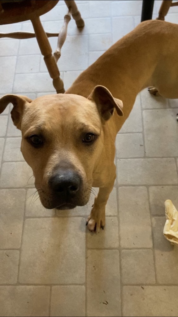 Rock, an adoptable Pit Bull Terrier, Black Mouth Cur in Ruston, LA, 71270 | Photo Image 3