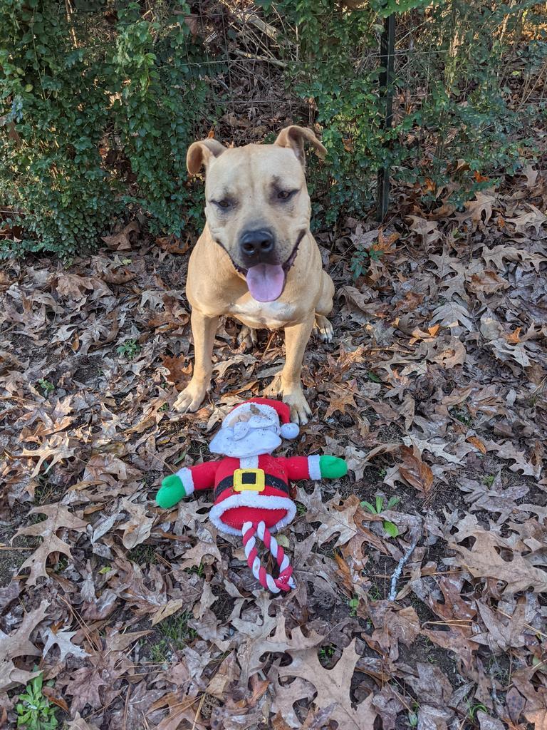 Rock, an adoptable Pit Bull Terrier, Black Mouth Cur in Ruston, LA, 71270 | Photo Image 4