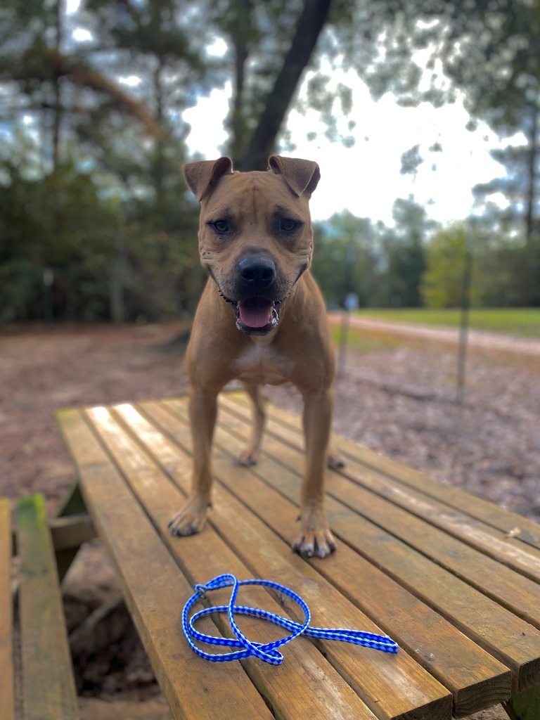 Rock, an adoptable Pit Bull Terrier, Black Mouth Cur in Ruston, LA, 71270 | Photo Image 5