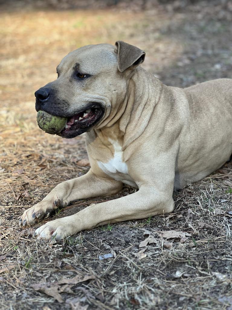 Rock, an adoptable Pit Bull Terrier, Black Mouth Cur in Ruston, LA, 71270 | Photo Image 6