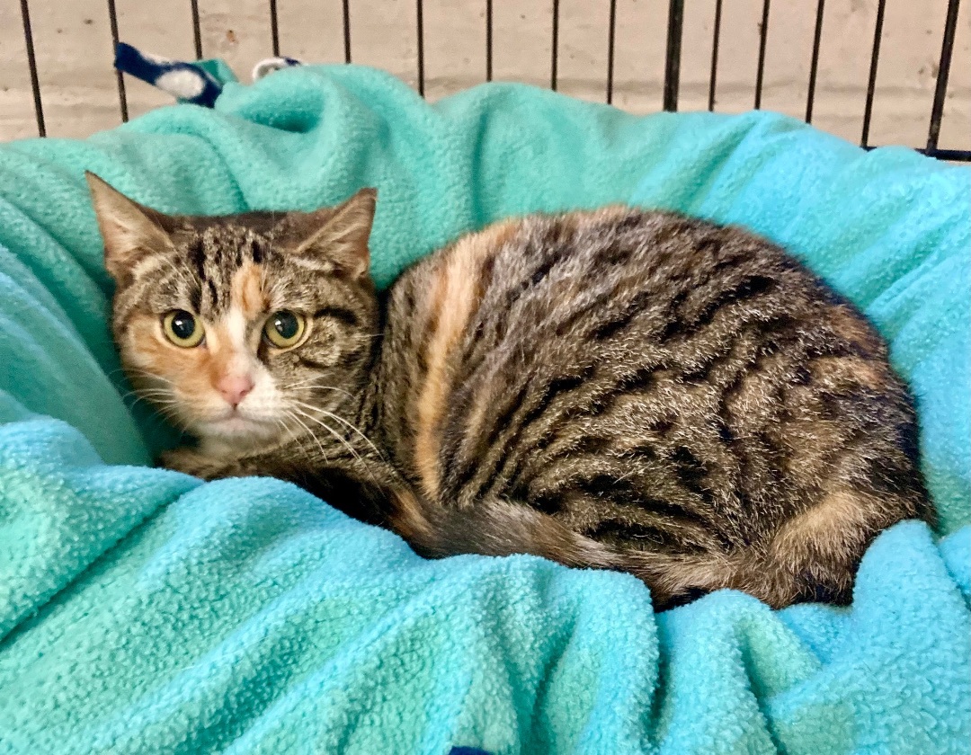 Cat for adoption Carina, a Tabby & Calico Mix in River Edge, NJ