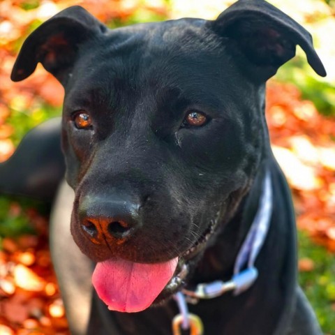 Martha-Foster, an adoptable Mixed Breed in Grand Rapids, MI, 49534 | Photo Image 1