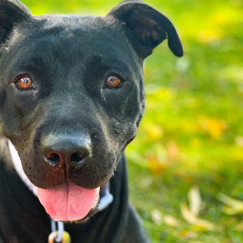 Martha-Foster, an adoptable Mixed Breed in Grand Rapids, MI, 49534 | Photo Image 2