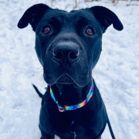 Martha-Foster, an adoptable Mixed Breed in Grand Rapids, MI, 49534 | Photo Image 2