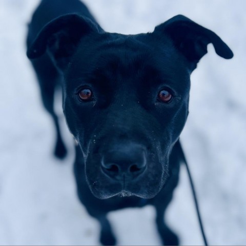 Martha-Foster, an adoptable Mixed Breed in Grand Rapids, MI, 49534 | Photo Image 3