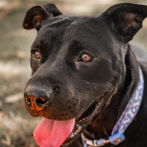 Martha-Foster, an adoptable Mixed Breed in Grand Rapids, MI, 49534 | Photo Image 3